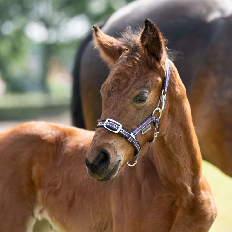 Kavalkade Licol Foal/Yearling Bleu marine/Bordeaux/Argent