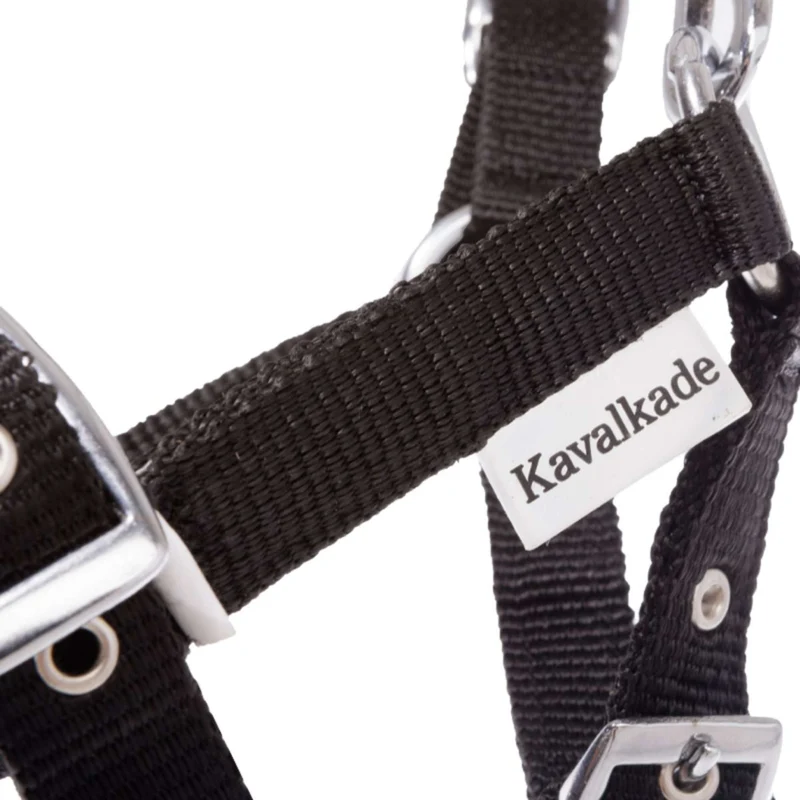 Kavalkade Licol pour Poulain et Yearling Noir