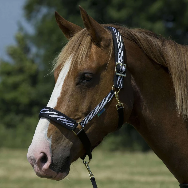 Bucas Licol Dublin Poulain Zebra