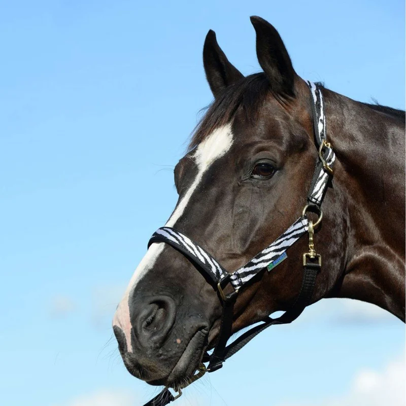 Bucas Licol Dublin Poulain Zebra