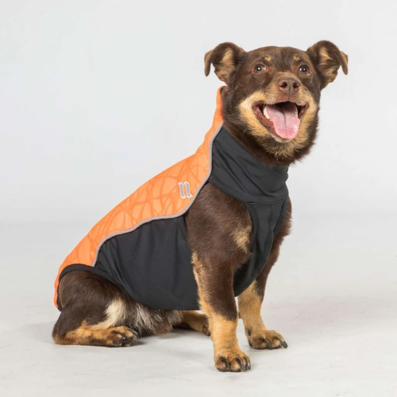 Back on Track Couverture pour Chien Eddie High Visibility Jumper Petite Orange